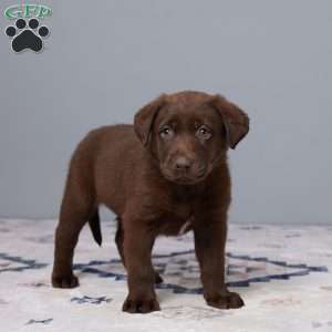 Pansy, Chocolate Labrador Retriever Puppy